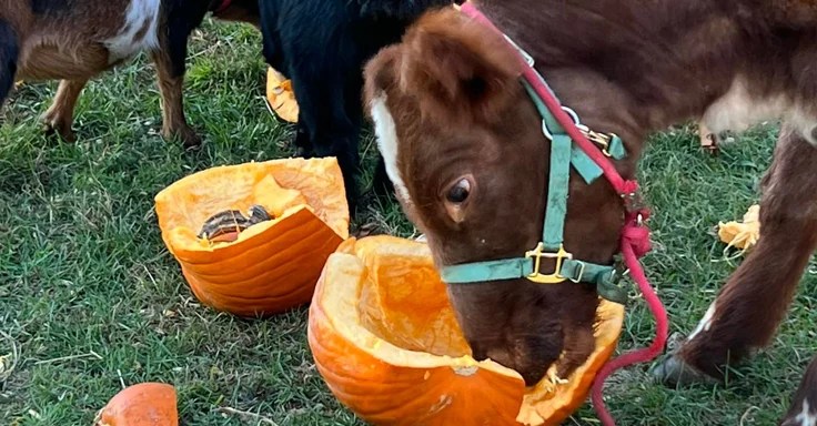 Own family cow A'Gucci