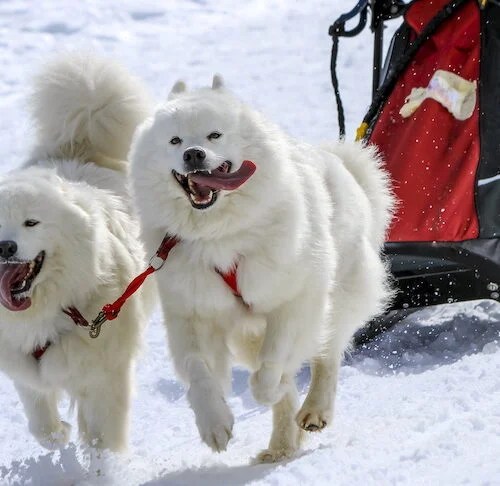 How do sled dogs help us