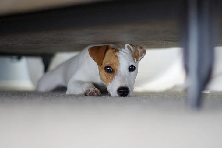 How to Soothe Your Anxious Dog During Thunderstorms
