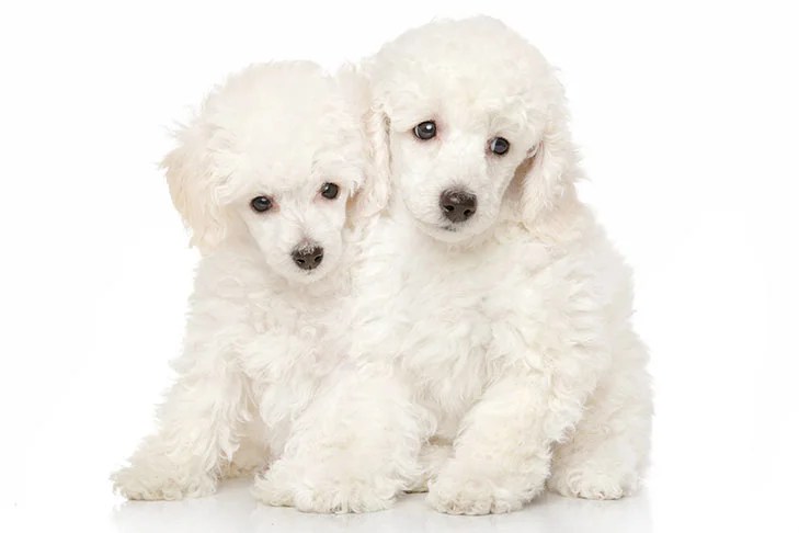 At our farm in northeastern north carolina, we have been breeding gorgeous brown, apricot and red miniature poodle puppies for over a decade. Poodle Miniature Dog Breed Information American Kennel Club