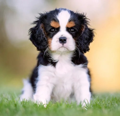 picture Cavalier King Charles Spaniel https www akc org expert advice health how to groom a cavalier king charles spaniel