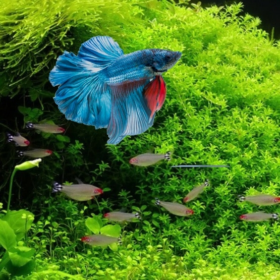 Le mot « parkour » est une référence au parcours du combattant, créé par georges hébert durant la première guerre mondiale, mais son orthographe est modifiée. Le Combattant Comment Creer L Aquarium Ideal Pour Votre Betta Fiches Conseils Aquariophilie Akouashop Com Aquariophilie