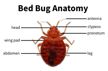 Milwaukee Bed Bug Exterminator Infestation Removal Prevention Treatments A Landlords Pest Management Milwaukee Wisconsin