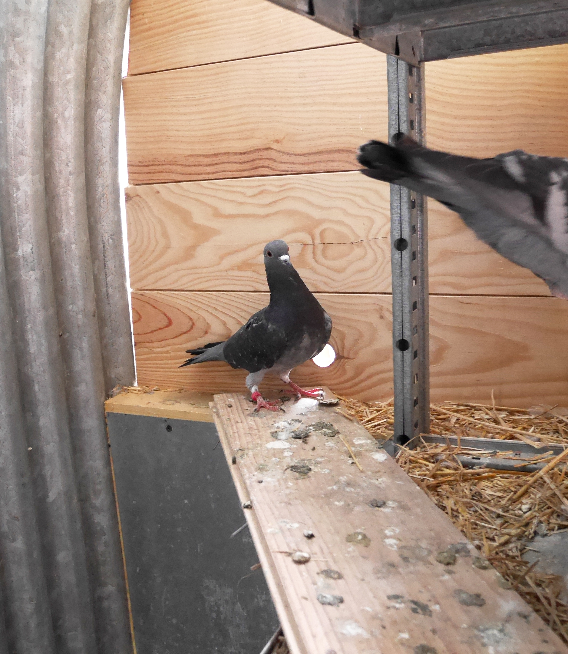 L'association Un nid pour les Oiseaux a pour but la prise en charge des oiseaux domestiques blessés et la sensibilisation du public aux oiseaux des villes et des jardins.