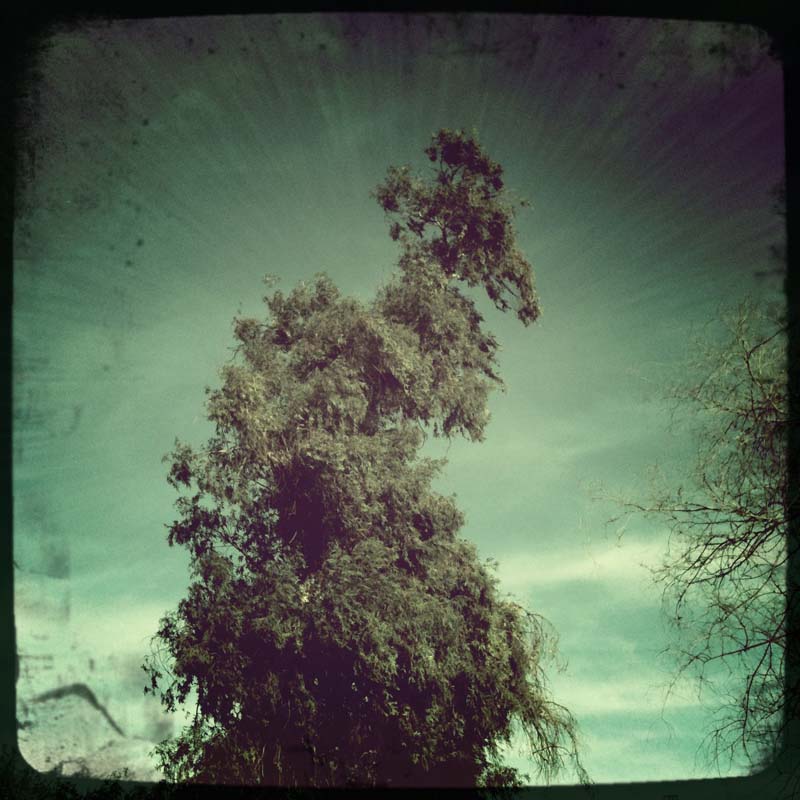 A cool spiraling tree (Hipstamatic)