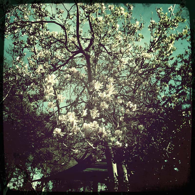 Magnoila tree (Hipstamatic)