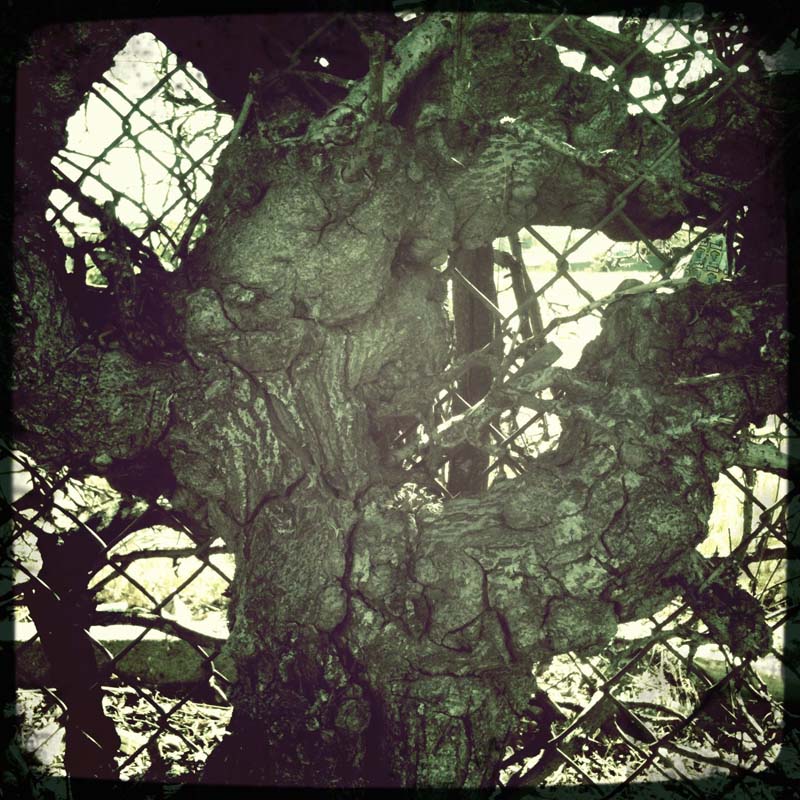 Trunk with chain link fence