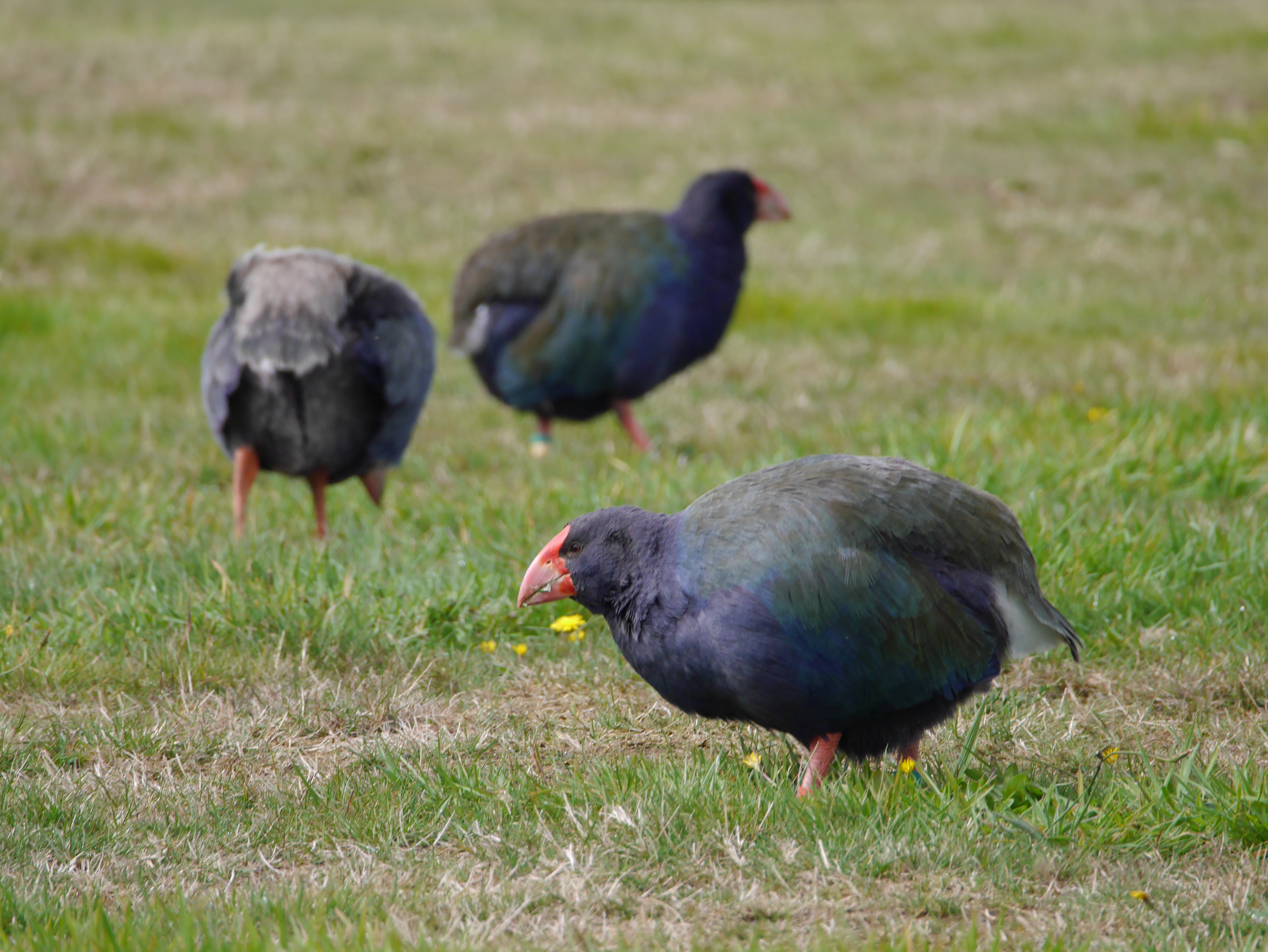 Takahe