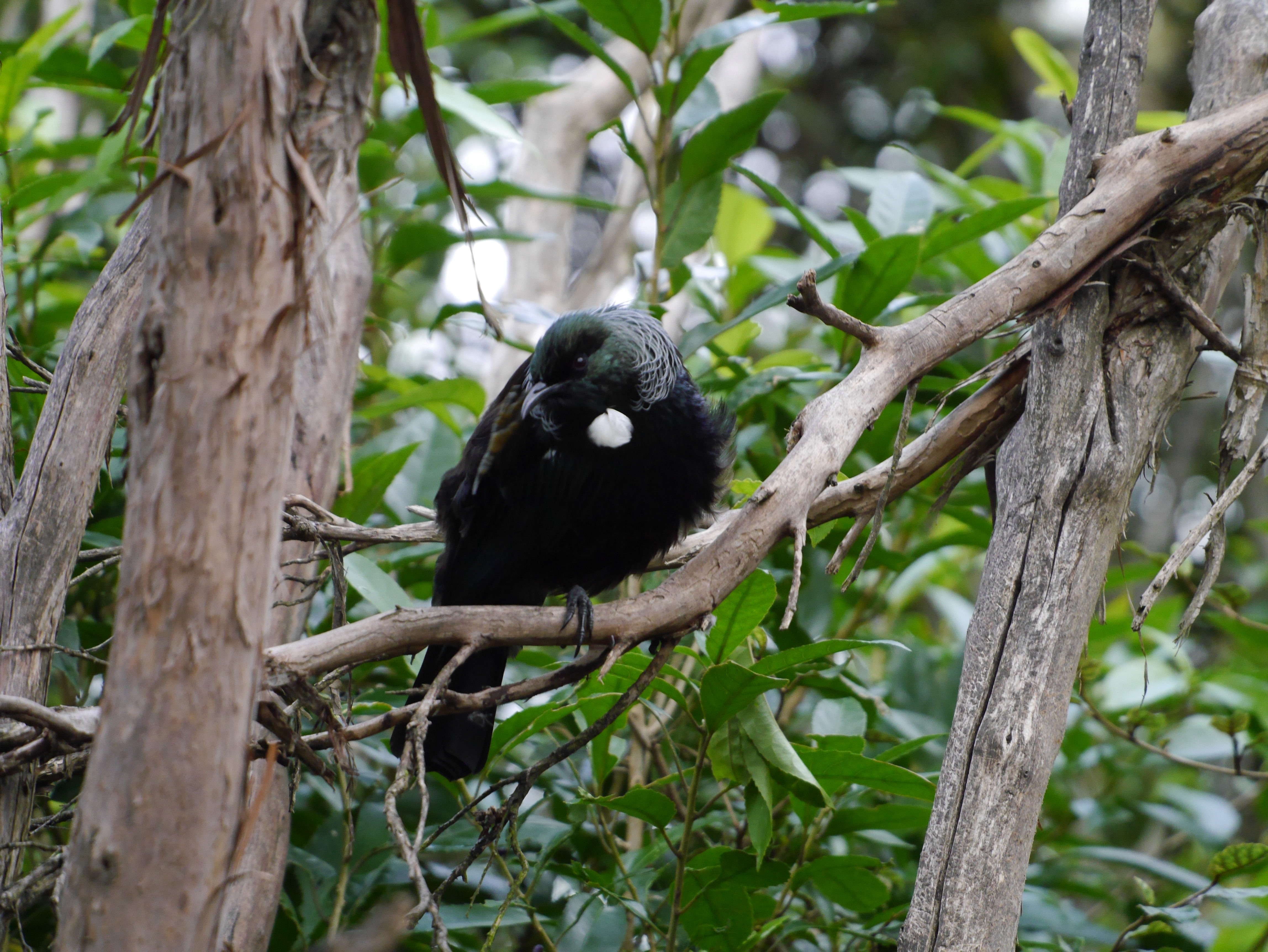 Tui!