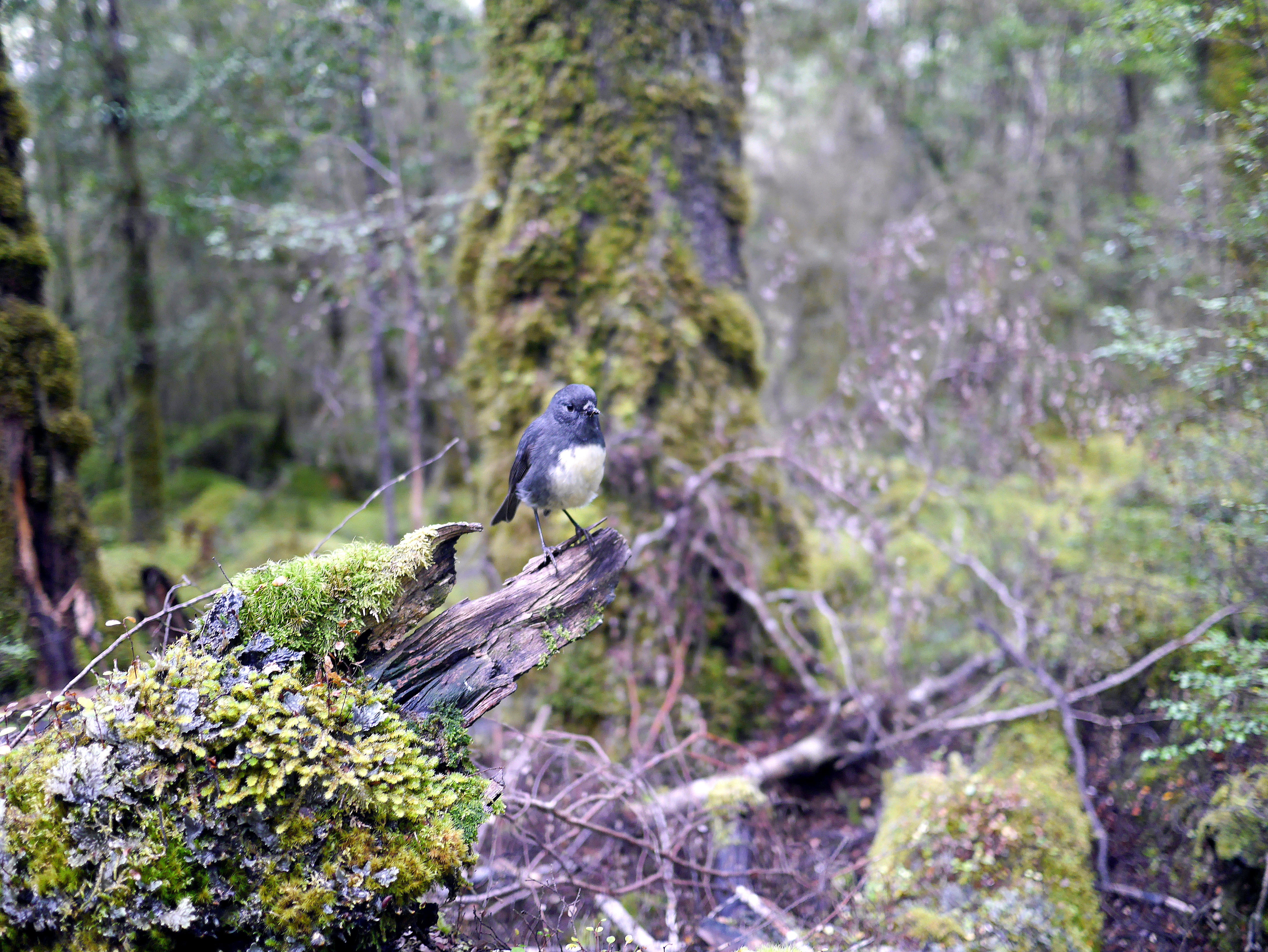 New Zealand robin!