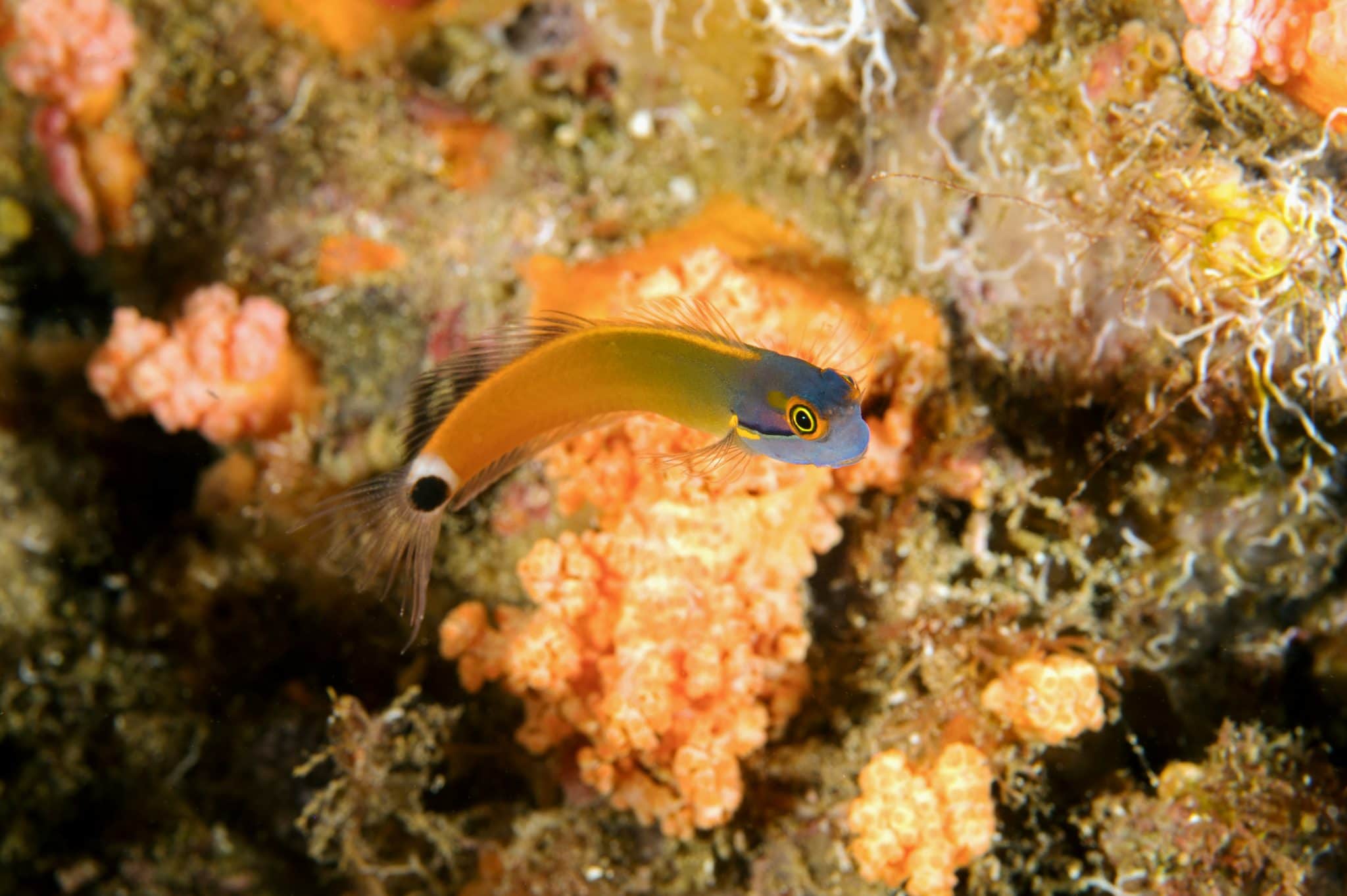The 11 Best Saltwater Algae Eaters For A Clean Aquarium Aquanswers The 11 Best Saltwater Algae Eaters For A Clean Aquarium Aquanswers