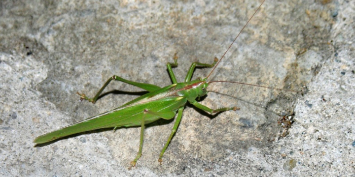 pix Real Grasshopper Pictures brave enough to try a real insect