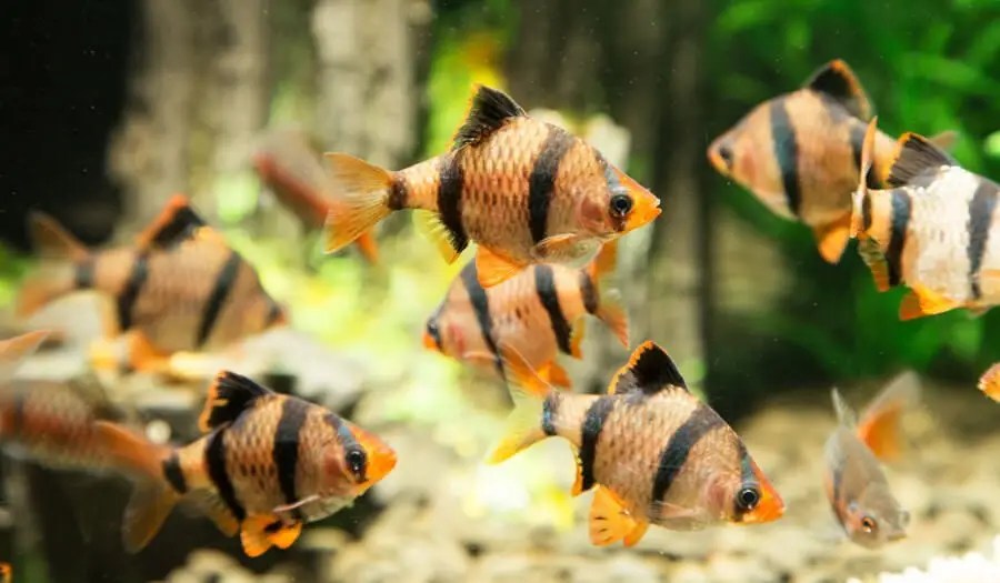 Why Is My Betta Fish Not Eating Betta Fish Betta Fish Washington states largest energy utility. Why Is My Betta Fish Not Eating Betta Fish Betta Fish McCarthy And MTG Are Having Meltdowns Over Jan.