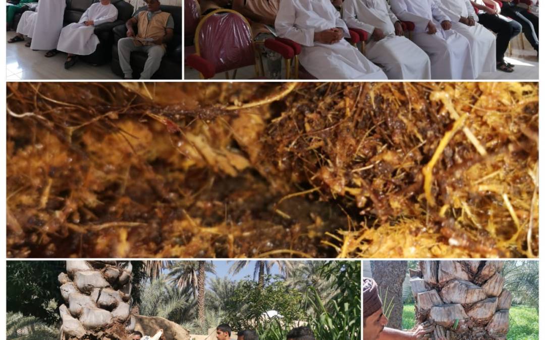انطلاق حملة مكافحة سوسة النخيل