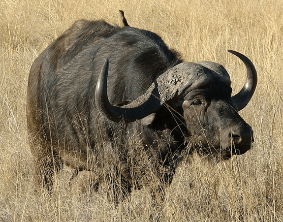 The Cape Buffalo Aljacobsladder Com