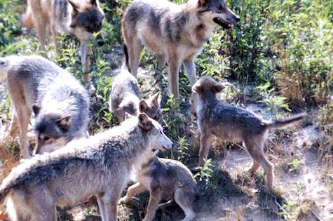 wolf family