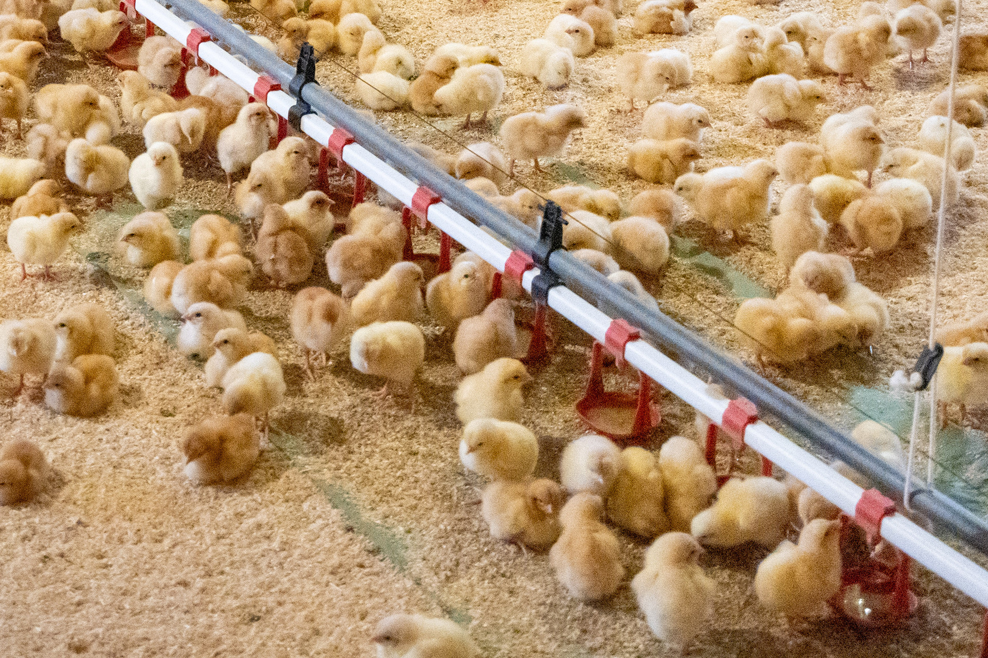 How Feed Nutrient Distribution Impacts Broiler Performance: Amino Acids vs. Phytase Activity (2025)