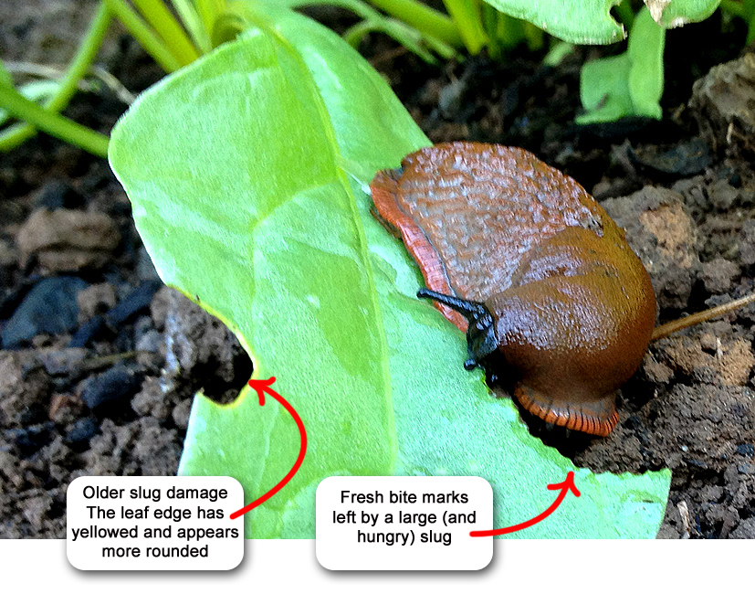 Poinsettias do well with good light and indirect sunlight. How to Identify Slug or Snail Damage