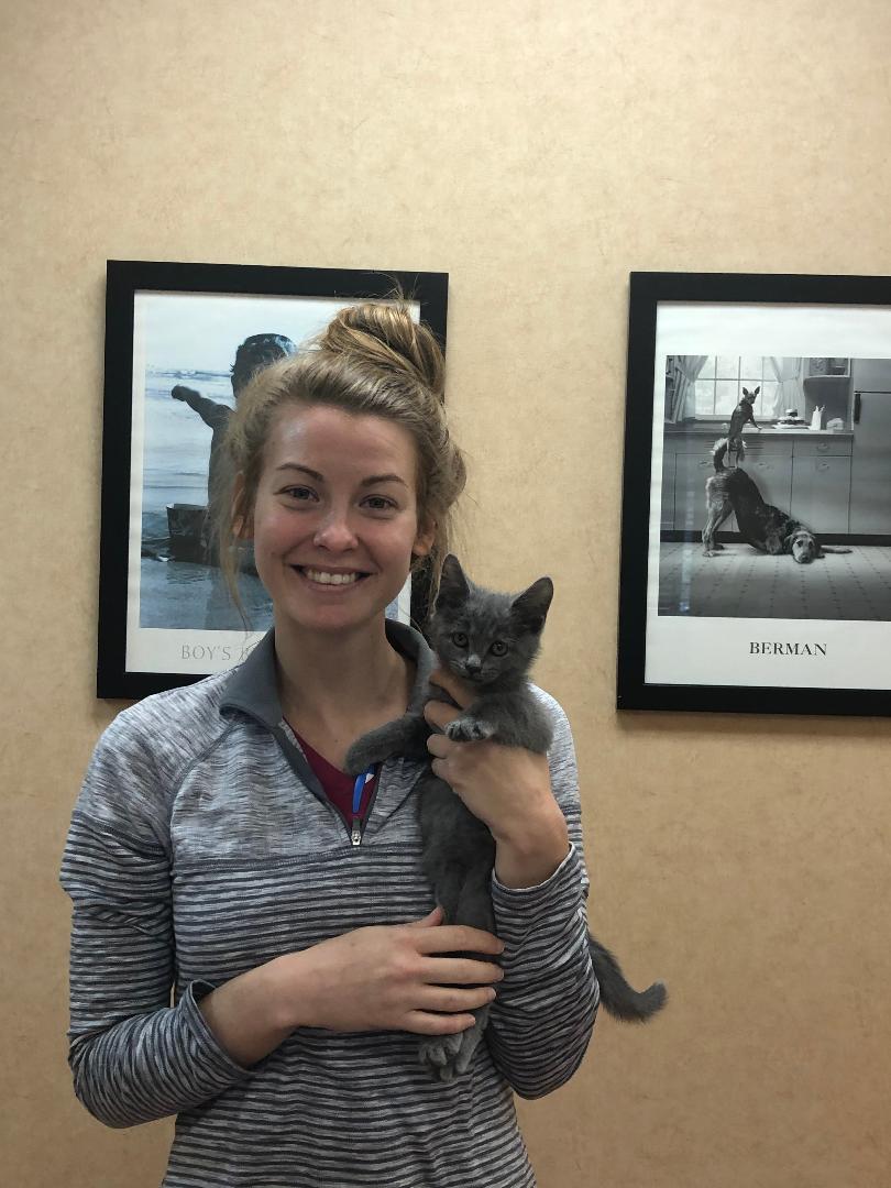 all creatures pet hospital - veterinarian in collierville tn usa meet our team on all creatures pet hospital collierville tn