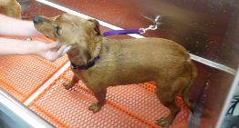 paw grooming for dogs