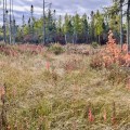 In the foreground, cotton grass and a small red maple grow in what looks like a field, with black spruce trees in the background