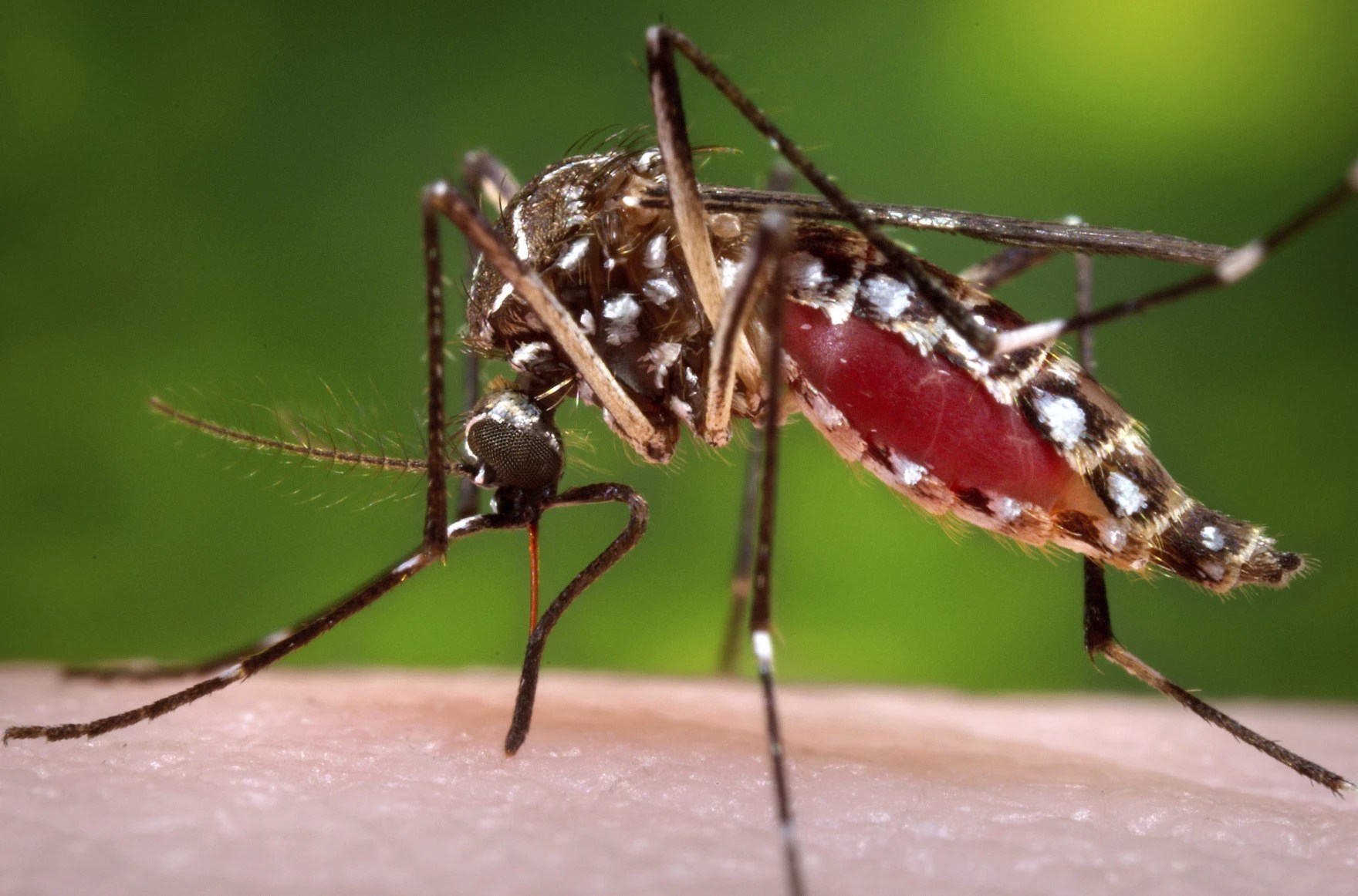 A red mosquito with black spots biting a human.