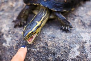 7 species of aggressive turtles most likely to bite