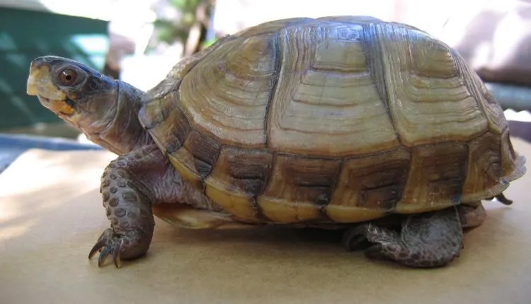 Three Toed Box Turtle Lehigh Valley Zoo 3 Toed Box Turtle Care Information.