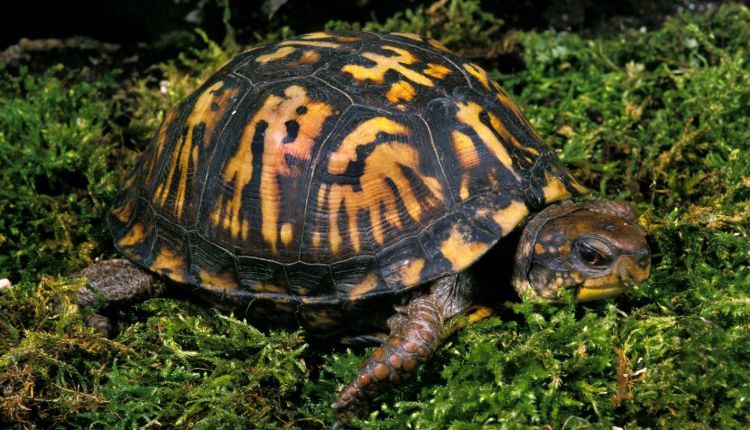 5 Best Substrate For Box Turtle Mypetcarejoy Finding the correct substrate for a box turtle enclosure can be tricky.