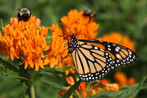 Best Milkweed Varieties for Monarch Butterflies