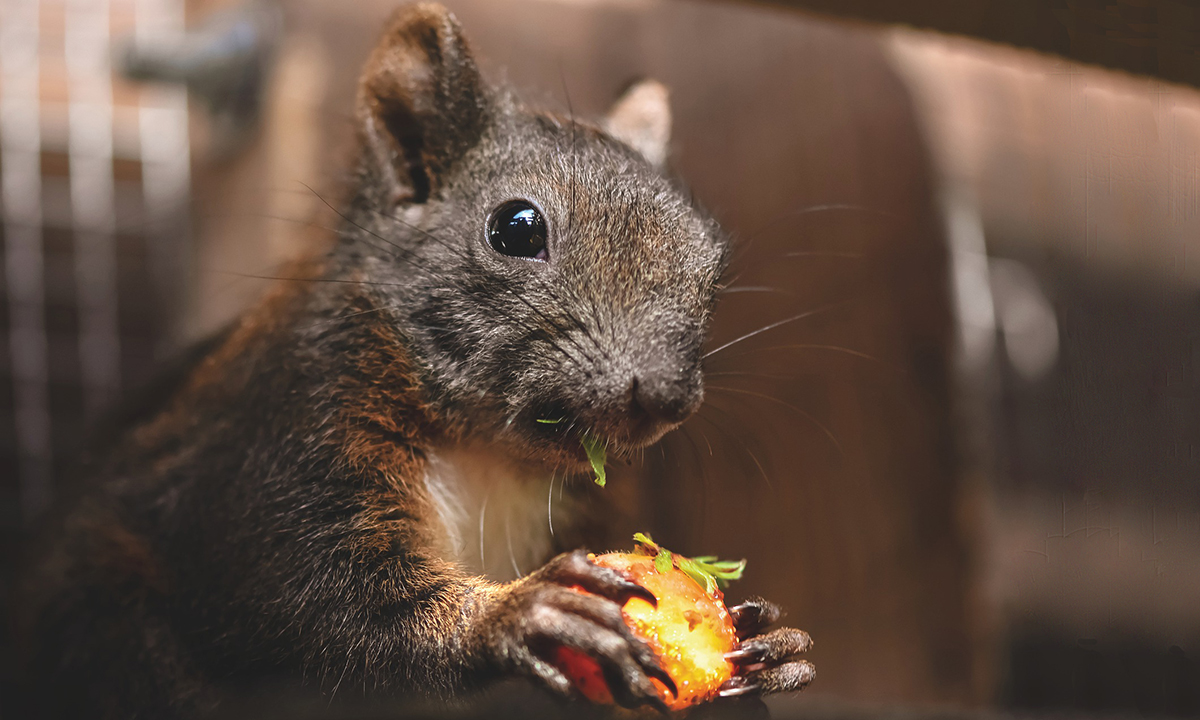 Que Comen Las Ardillas La Alimentacion De Estos Simpaticos Animales