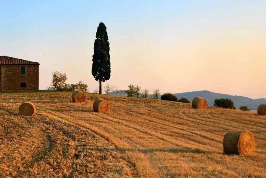 il cipressino