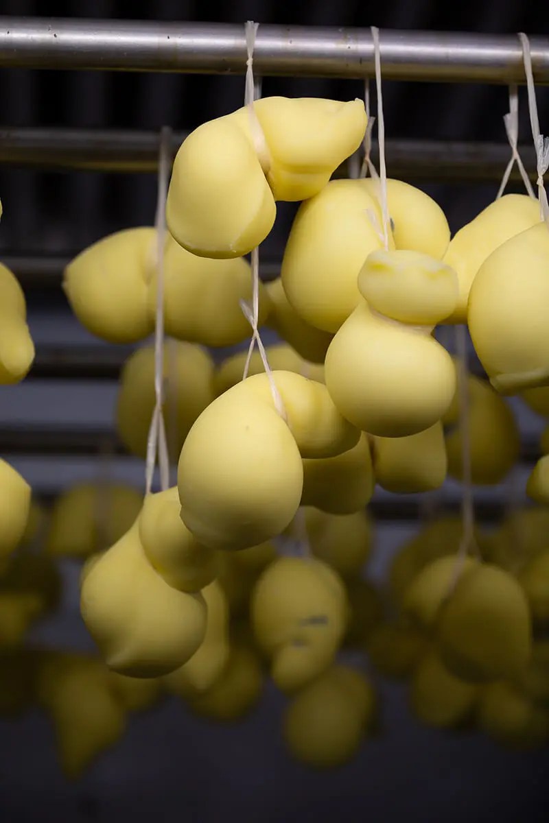 scamorza biologica