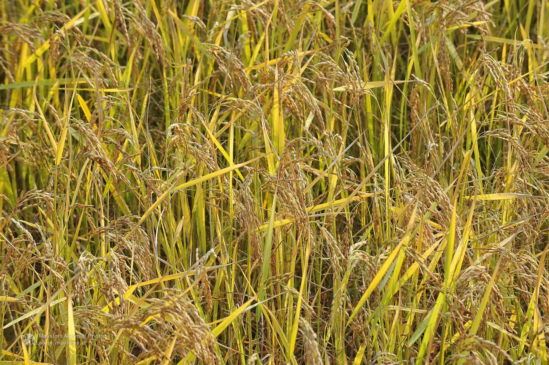 riso agricoltura
