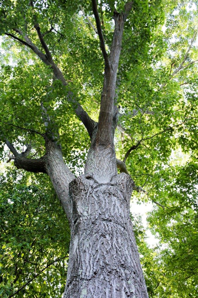 Survey Of The Land Hardwood Tree Identification