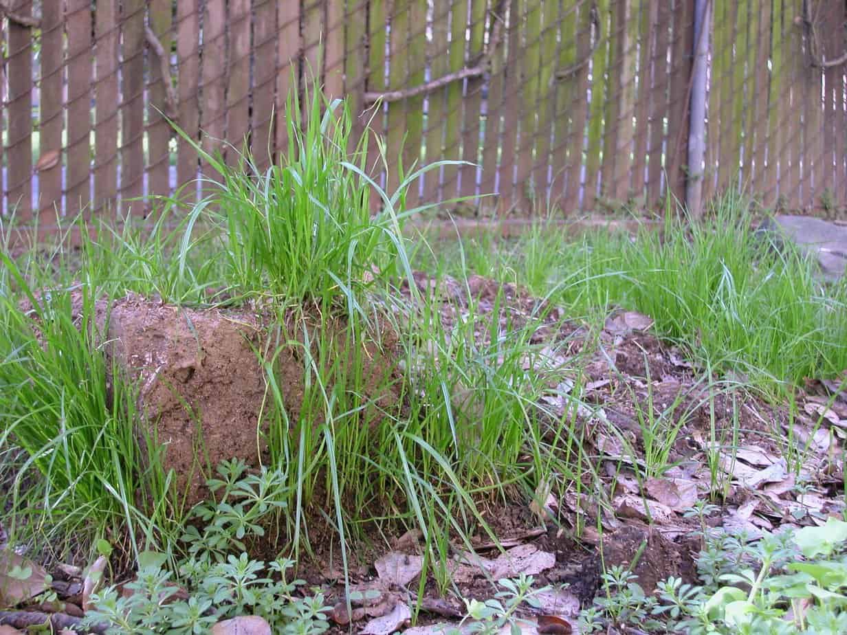 Green grass sprouting out of dirt blocks, taken outside.