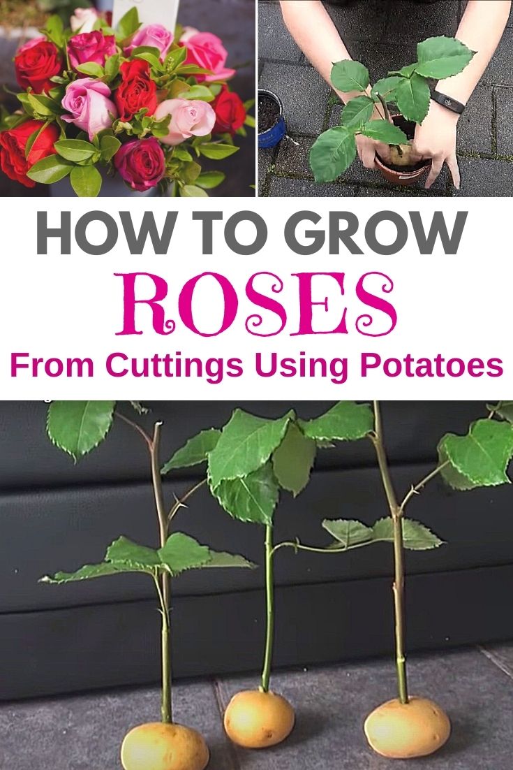 How to grow roses from cuttings using potatoes?