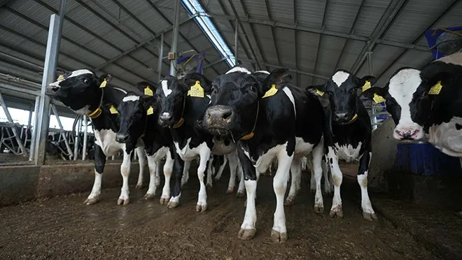 The Importance of Traceability in Milk: A Parent’s Checklist for Choosing High-Quality Milk Formula