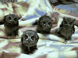 Not Ashamed Night Owl Amber Bird Blog