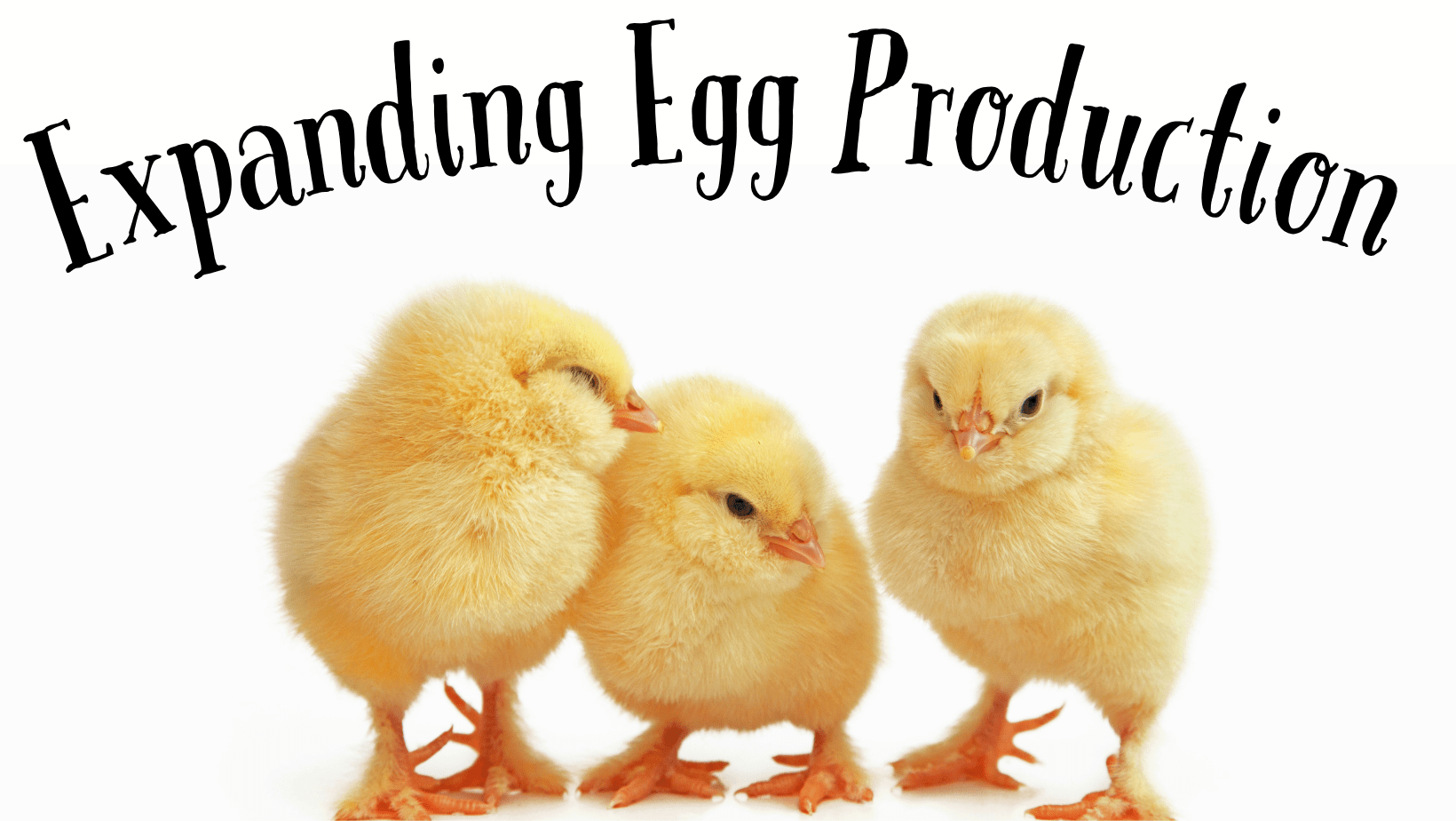 Expanding Egg Production