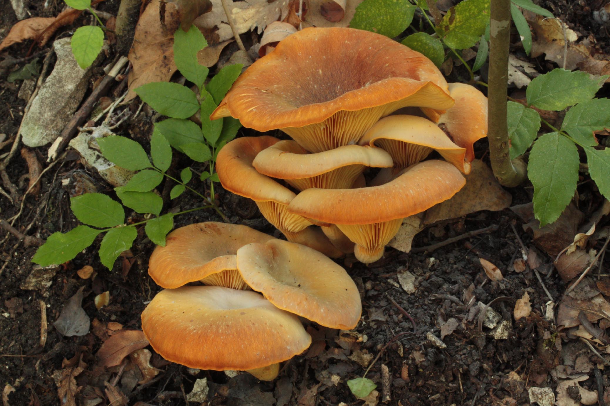 Omphalotus Olearius - A.M.B. PESARO