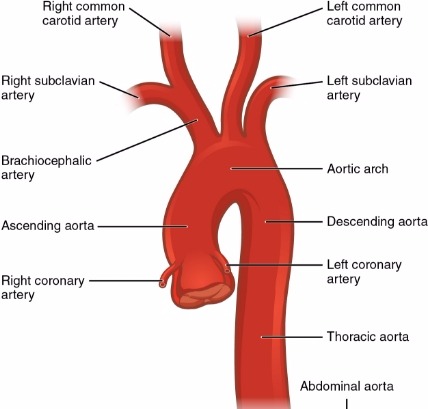 Screening Abdominal Aortic Aneurysm (AAA) CPT code for all payers