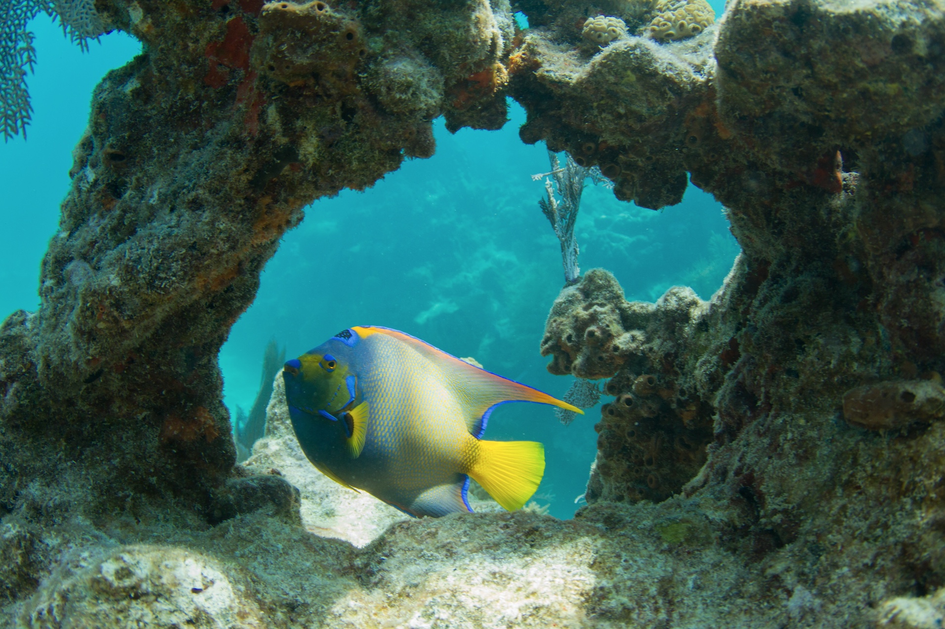 Aquarium Fish The Blue And The Queen Angelfish Reefs 