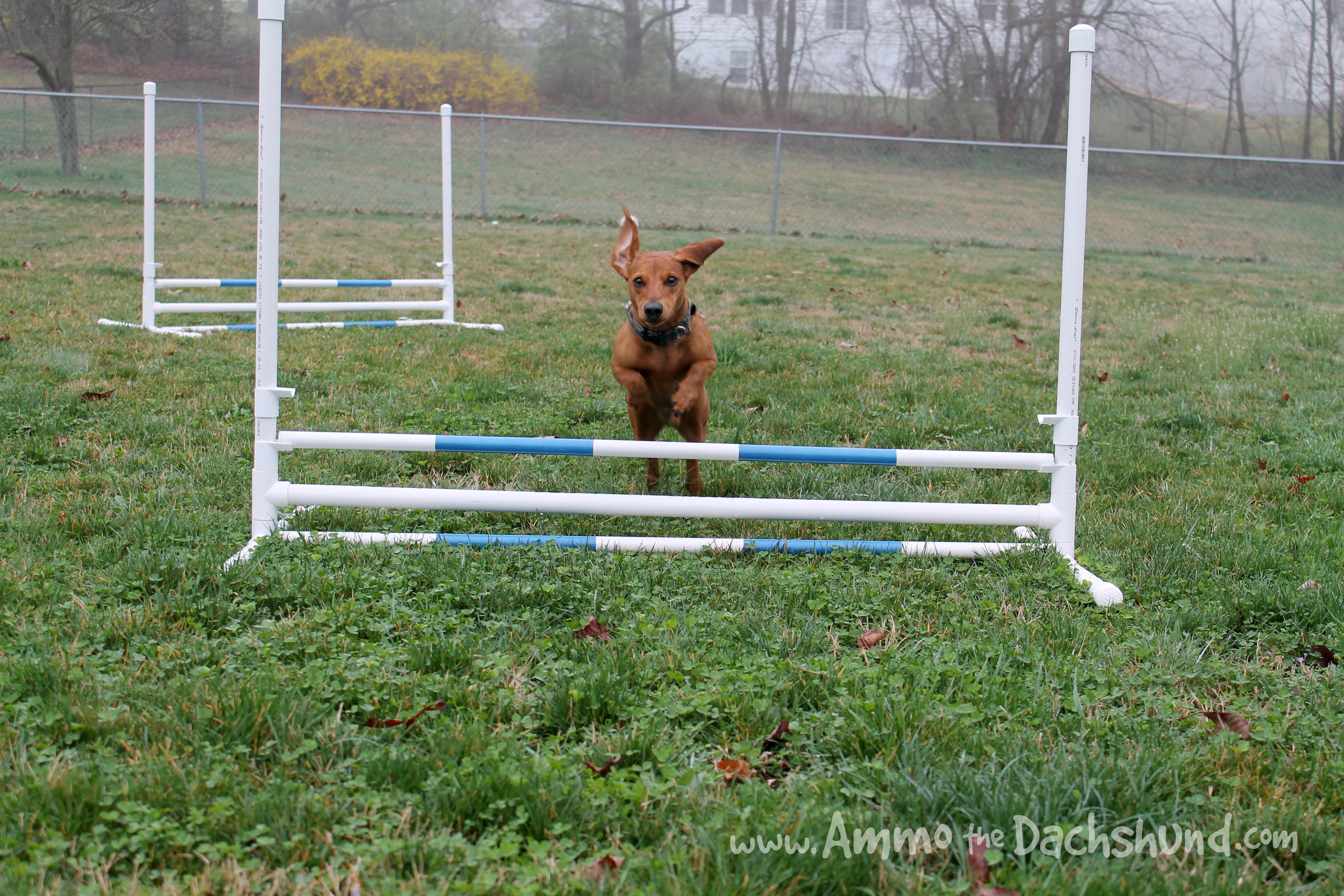 DIY: Build Your Own Agility Jumps | Ammo the Dachshund