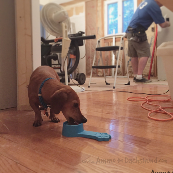 Working Weekend - Ammo the Dachshund gets a new Kitchen