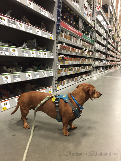 Working Weekend - Ammo the Dachshund gets a new Kitchen