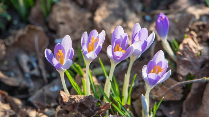 Die ersten Frühlingsboten im Februar 2021 (Foto: Martin Dühning) Die ersten Frühlingsboten im Februar 2021 (Foto: Martin Dühning)
