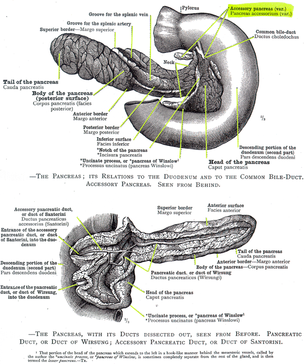 Then we may think of little else. Anatomy Atlases Illustrated Encyclopedia Of Human Anatomic Variation Opus Iv Organ Systems Accessory Pancreas
