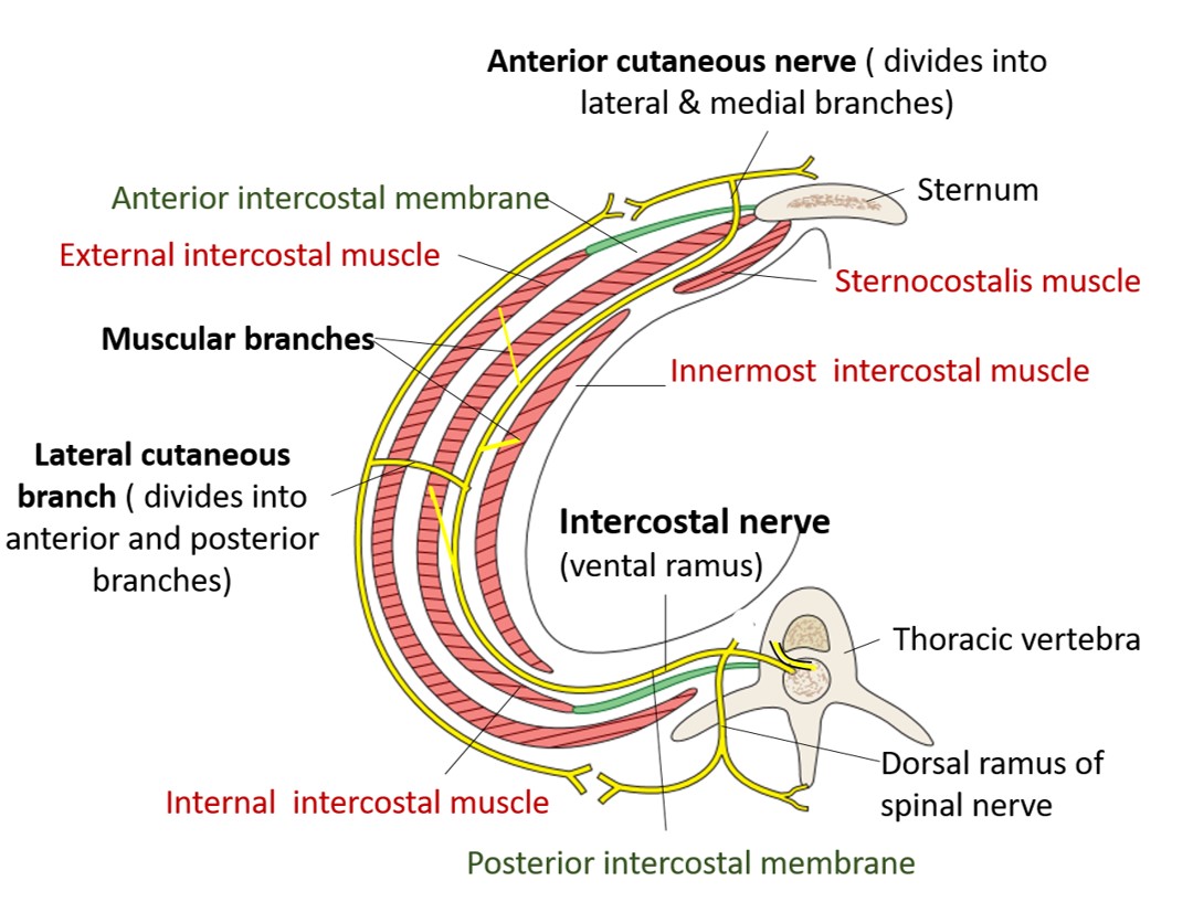 Thoracic wall