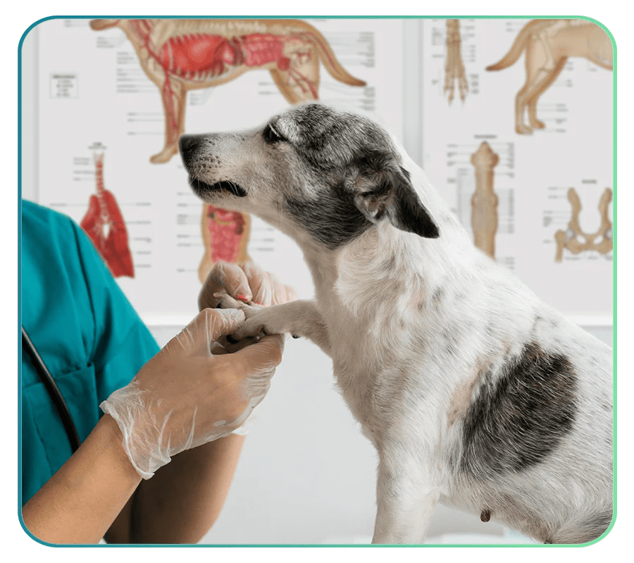 Shop Veterinary Anatomy Charts Page 3 Anatomystuff